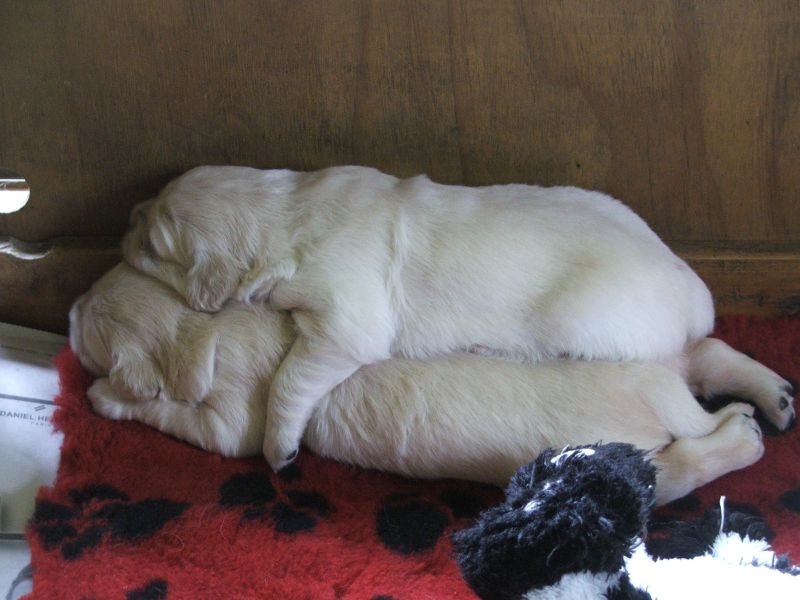 golden retriever nz golden retriever for sale nz photo golden retriever nz golden retriever for sale nz photo