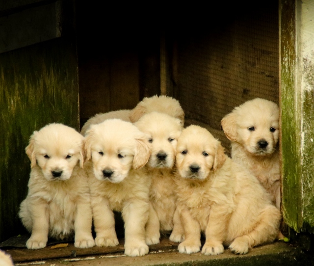 Central Golden Retriever Club Inc New Zealand
