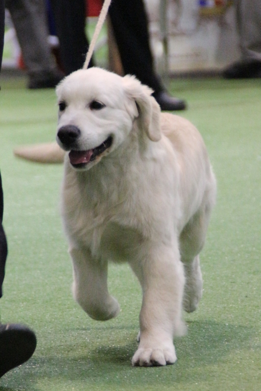 golden retriever breeders nz golden retriever club nz photo golden retriever breeders nz golden retriever club nz photo